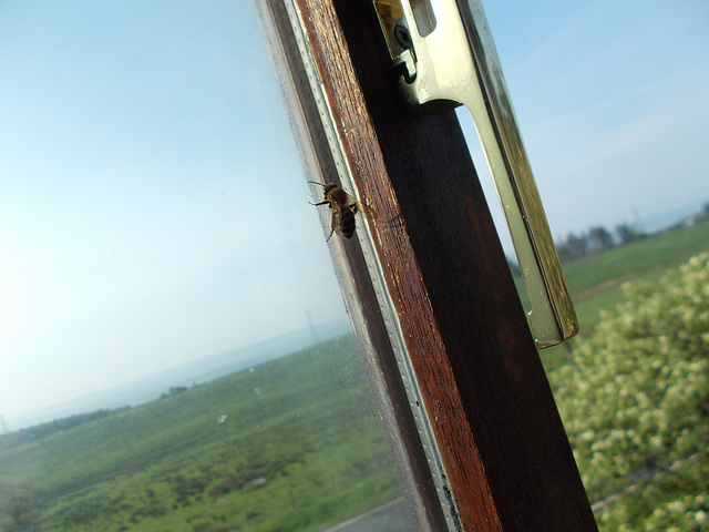 oaw[b&w] - window bee