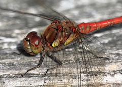 EOS 90D Peter Harriman 11 34 23 22379 commonDarter dpp