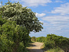 A "Wave" of Hawthorne Blossom