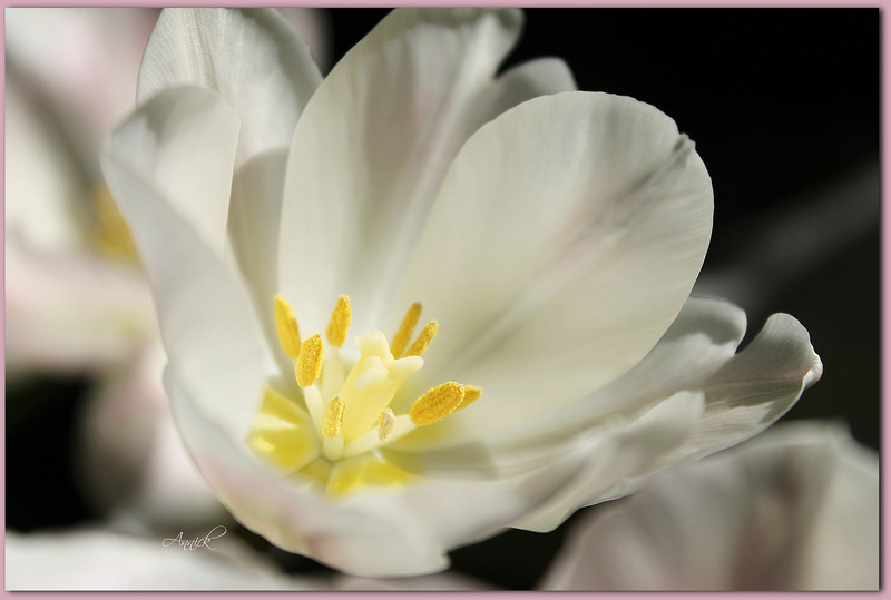 Tulipe blanche