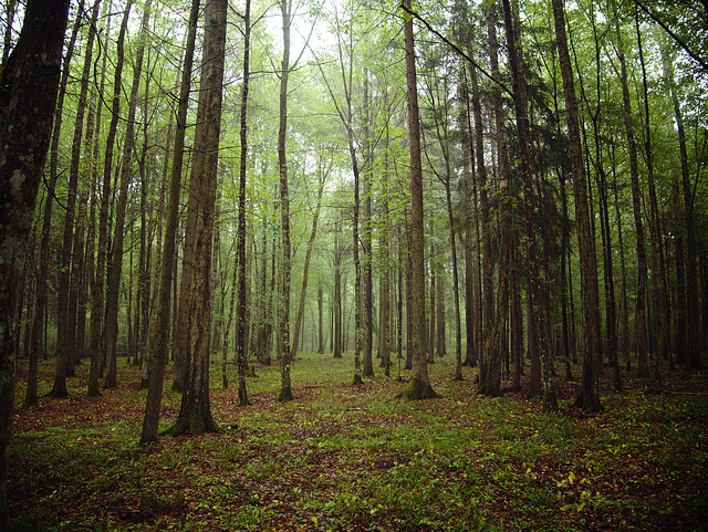 Białowieża