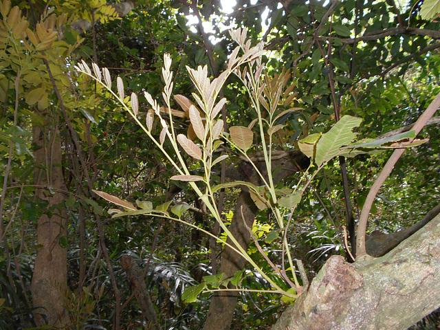 DSCN1462 - camboatá-vermelho Cupania vernalis, Sapindaceae