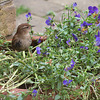 Wren