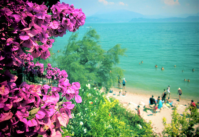 Bougainvillea...