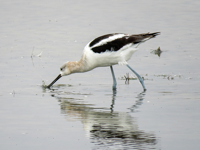 American Avocet