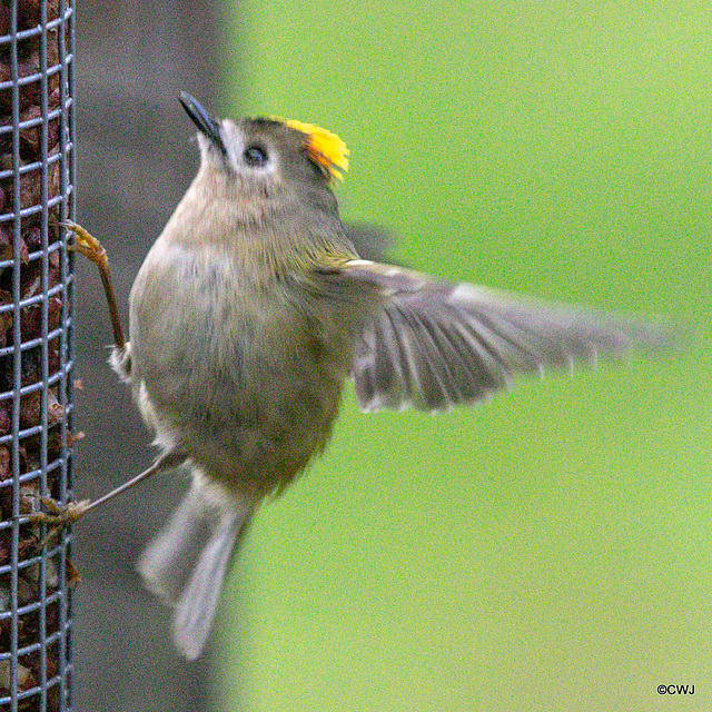 Some claim Goldcrests are exclusively insectivores, these images prove otherwise...