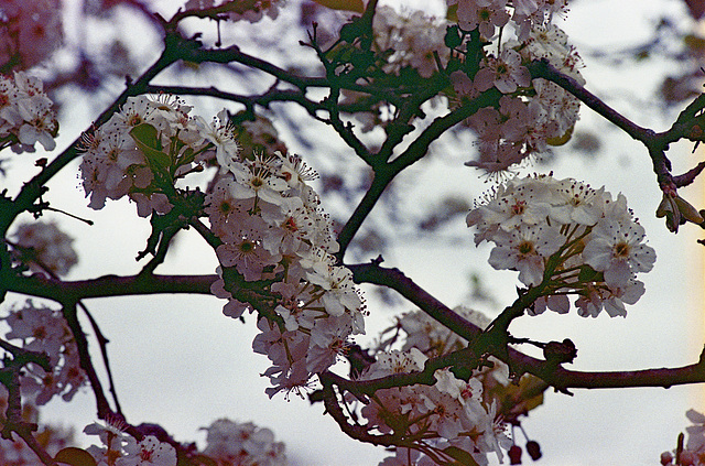 Ornamental Pear Tree