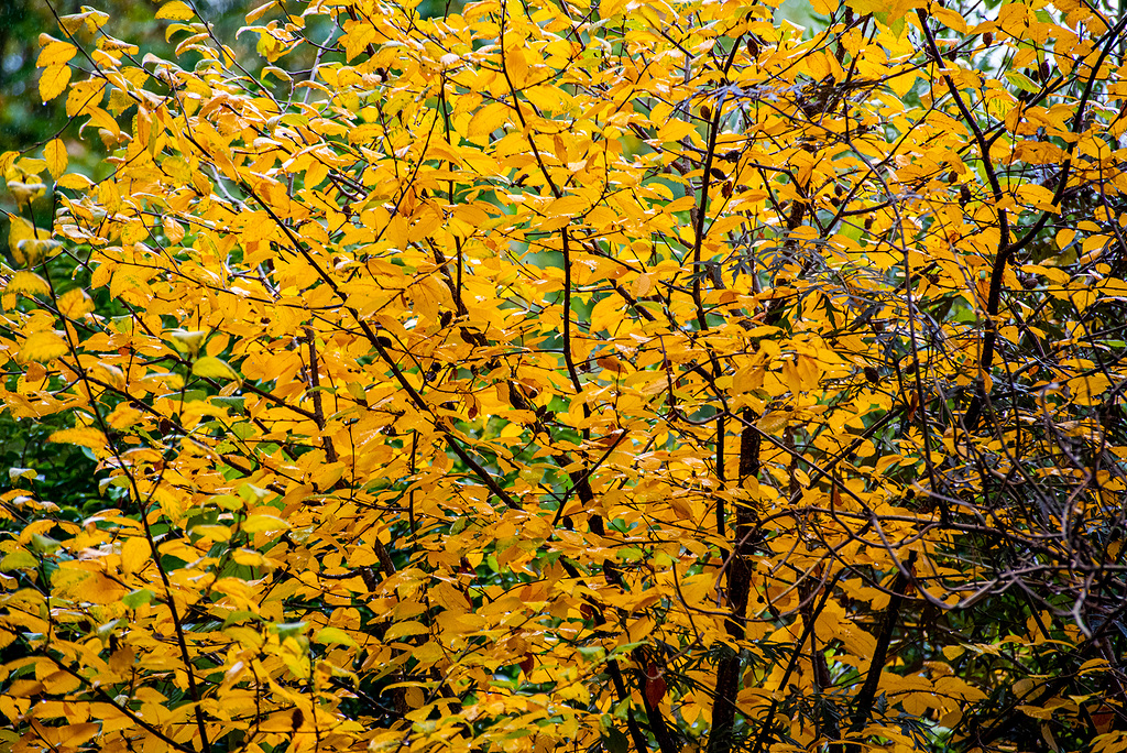 Autumn colours