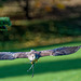 Falconry at Chester Cathedral (10)