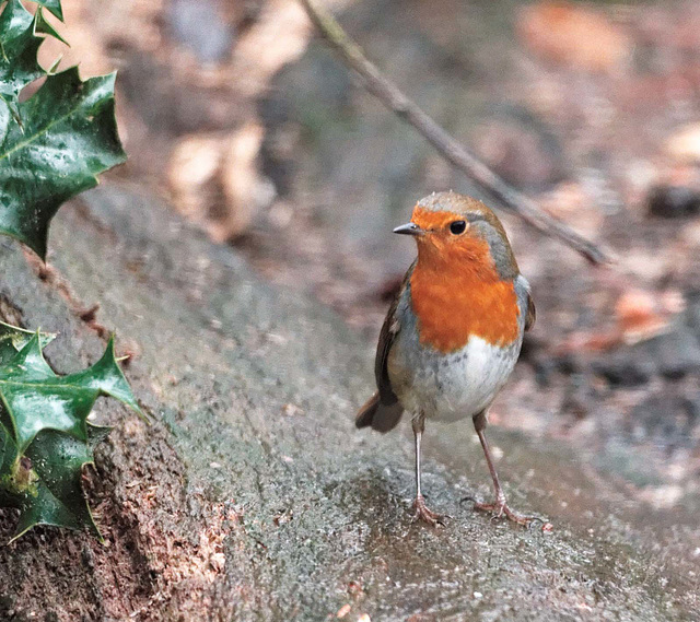 Robin at Eastham