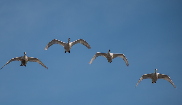 formation flight.....