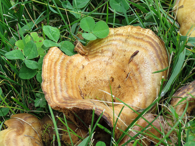 Lactarius deliciosus?