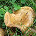 Lactarius deliciosus?