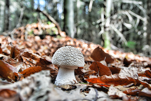 Pantherpilz (Amanita pantherina)