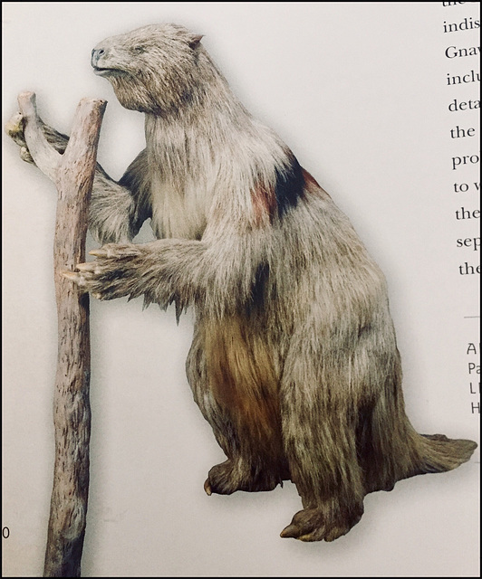 Ground Sloth / Mylodon darwinii