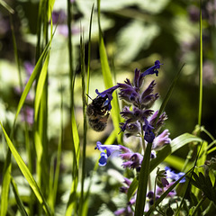 Wildtiere im Garten