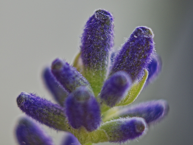 mein Lavendel fängt an zu blühen