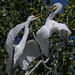 Egrets in Action