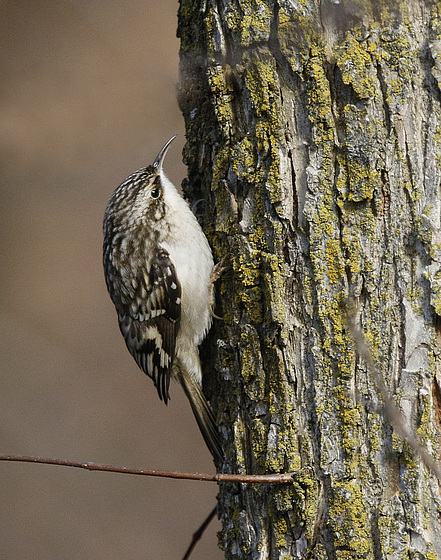 grimpereau brun / brown creeper