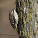 grimpereau brun / brown creeper