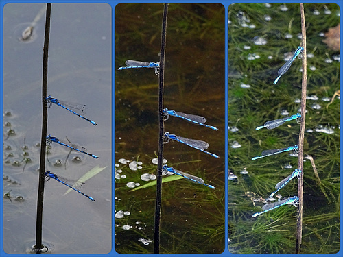 Blue-fronted Dancer's (Argia apicalis) (m)Damselflies Collage