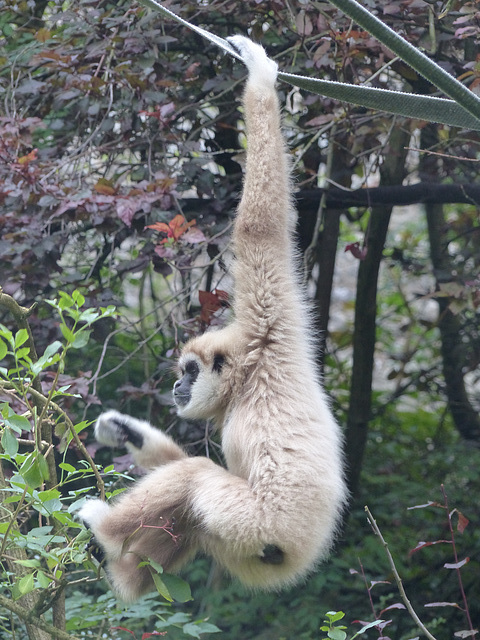 Dudley Zoo (15) - 9 September 2016