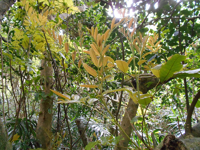 DSCN1463 - camboatá-vermelho Cupania vernalis, Sapindaceae