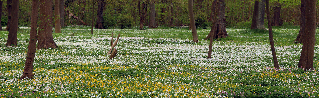 Flowerbed