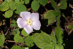 Rosa californica, Sequoia National Park USA L1020266