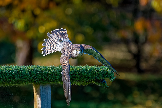 Falconry at Chester Cathedral (11)