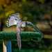 Falconry at Chester Cathedral (11)