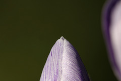 Crocus flower tip