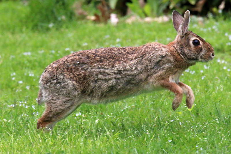 Hopping along