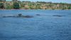 Cormorant on a Hippopotamus