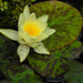 20210910 2829CPw [D~LIP] Seerose (Nymphaea) gelb, Bad Salzuflen