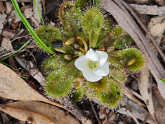 Drosera species