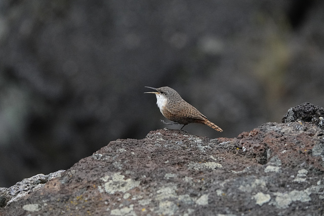 Canyon Wren