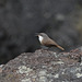 Canyon Wren