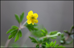 Anemone ranunculoïdes