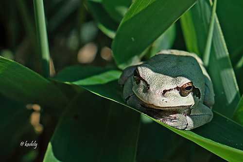 IMG 0882  Grenouille rainette Blog