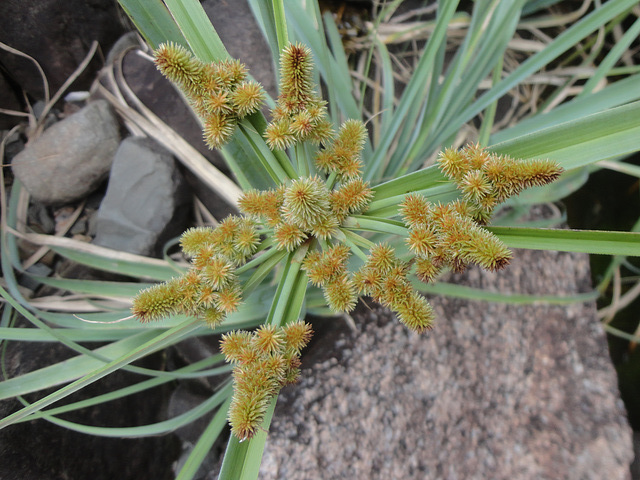 DSC01525 - Cyperus ligularis, Cyperaceae