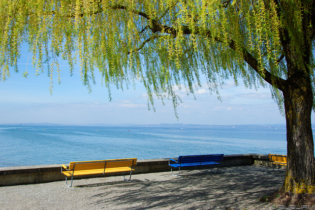 am Bodenseeufer bei Romanshorn (© Buelipix)