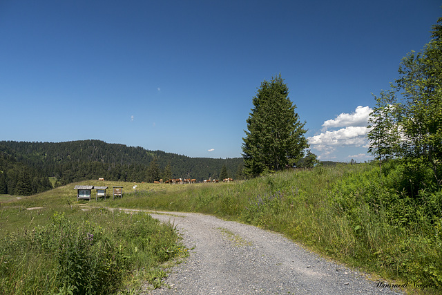 Auf der Alpweide bei Bernau im Schwarzwald