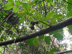 DSCN1465 - catiguá-morcego Guarea macrophylla (ex-lessoniana), Meliaceae
