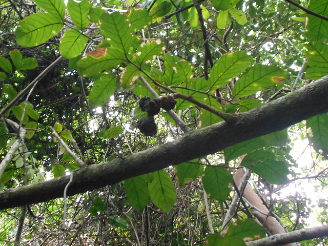 DSCN1465 - catiguá-morcego Guarea macrophylla (ex-lessoniana), Meliaceae
