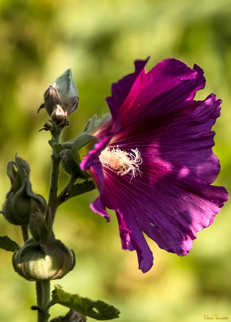 Eine Blume, ja und?
