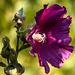 Eine Blume, ja und?