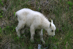 Baby Mountain Goat