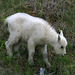 Baby Mountain Goat