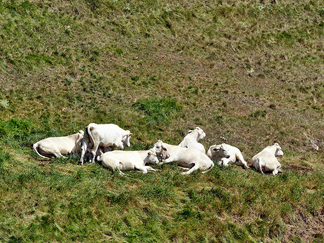 Charolais